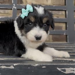 Blossom - Black tri-color female Aussiedoodle puppy in Cartersville, Georgia from Simply Blessed Doodles