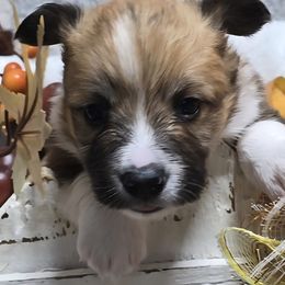 PACO-FLUFFY - Sable male Pembroke Welsh Corgi puppy in Walker, Iowa from Double K Corgis