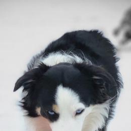 Miniature American Shepherds and Miniature Australian Shepherds from Majestic Point Aussies