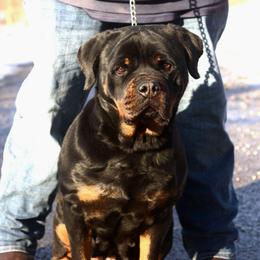 Elsa - Rottweiler