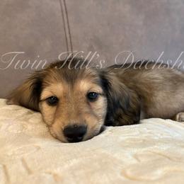 Wicklow - Cream male Dachshund puppy in Jonesboro, Illinois from Twin Hills Dachshunds