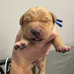 Blue collar - Dark golden male Golden Retriever puppy in Brockport, New York from Golden View Ranch