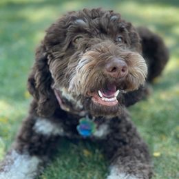 Sabine - Goldendoodle