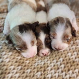 Dachshund Puppies from Short Stuff Doxies