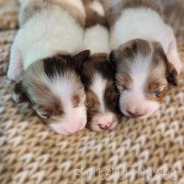 Dachshund Puppies from Short Stuff Doxies