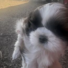 KitKat - Silver gold and white male Shih Tzu puppy in Kelseyville, California from Cobb Mountain Shih Tzus, Paragon Pomeranians