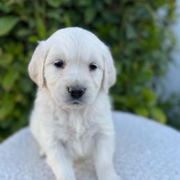 Cream Collar Girl - Light golden female Golden Retriever puppy in Utah from Deseret Peak Goldens