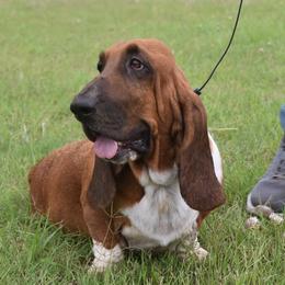 Val - Basset Hound