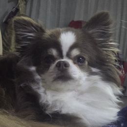 Chedon chocolate lovers dream - Chihuahua