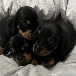 Dachshunds from WestDach's Hounds