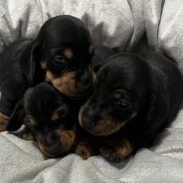 Dachshunds from WestDach's Hounds