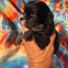 Onyx - Black and tan female Chihuahua puppy in Beaumont, Texas from Anastasia’s Tiny Pupps