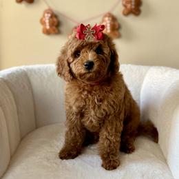 Blossom - Red  female Poodle puppy in Munster, Indiana from Miranda’s Sunshine Poodles and Doodles