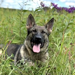 Lemon von der Hohen Klippe - Sable female German Shepherd puppy in Elwood, Indiana from Hohen Klippe German Shepherds