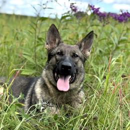 Lemon von der Hohen Klippe - Sable female German Shepherd puppy in Elwood, Indiana from Hohen Klippe German Shepherds