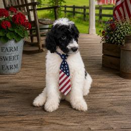 Flurry - Parti male Poodle puppy in Washington, Pennsylvania from Patriotic Poodles