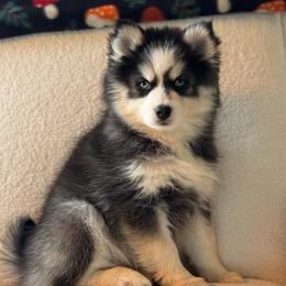 Hope - Black and white female Pomsky puppy in Mesa, Arizona from Platinum Pomskies