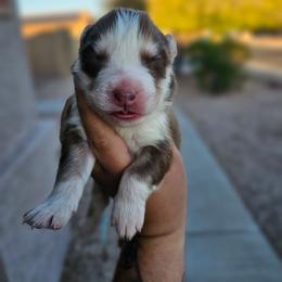 Stain - Red and white male Siberian Husky puppy in Buckeye, Arizona from Anime Huskies