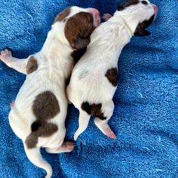 Piebald male (left) - Piebald male Dachshund puppy in Bakersfield, California from Open Hourglass LLC