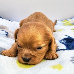Male 3 - Black and tan male Cavalier King Charles Spaniel puppy in Pennsylvania from Breezy Valley Siberians