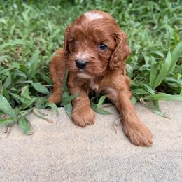 Celeste - Red female Cavapoo puppy in Midland, North Carolina from Rocky River Cavapoos