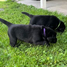 Girl 2 - Labrador Retriever puppy from Findaway Labradors