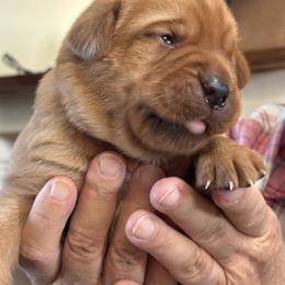 Girl 1 - Yellow female Labrador Retriever puppy in Nova, Ohio from Cary’s Buck Creek Farm LLC