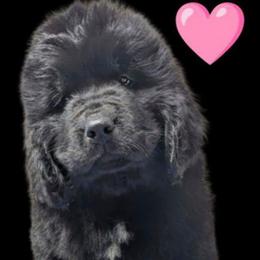 Newfoundland Black Female 2 Pink Collar - Black female Newfoundland puppy in Burfordville, Missouri from Umfleet Farms