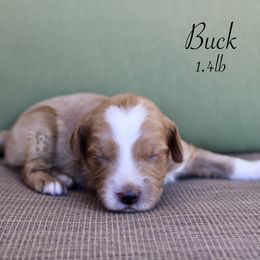 Buck - Red  male Goldendoodle puppy in Comanche, Texas from Central Texas Doodles, LLC.