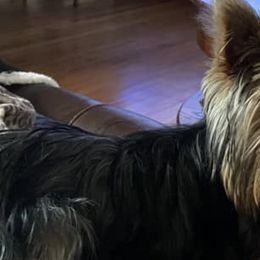 Yorkshire Terriers from Lembke's Yorkies of Duplin County