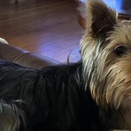Yorkshire Terriers from Lembke's Yorkies of Duplin County