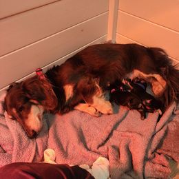 Dixie - Dachshund