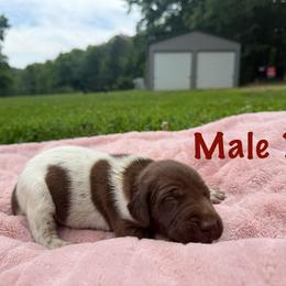 Nitro - Liver roan male German Shorthaired Pointer puppy in Axton, Virginia from Red Clay Kennels