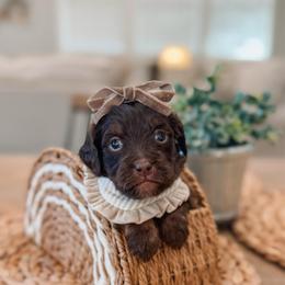Bonnie - Chocolate female Goldendoodle puppy in Iola, Texas from Supreme Doodles of Texas