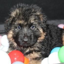 Light Blue Boy - Black and red male German Shepherd puppy in Fenton, Michigan from Home Base Shepherd