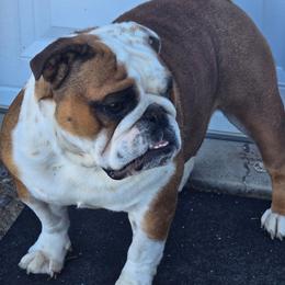 BunBun - Bulldog