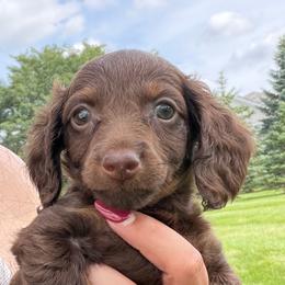 Tiny Kilo - Chocolate and tan male Dachshund puppy in Springfield, Ohio from LUXEYPUPS