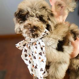 Timber - Chocolate merle male Bernedoodle puppy in Fort Collins, Colorado from Front Range Family Doodles
