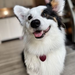 Tilly - Pembroke Welsh Corgi