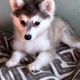 Daisy - Gray and white female Alaskan Klee Kai puppy in Winthrop, Minnesota from Kayobi Shibas