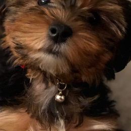 Yorkshire Terriers from Tammy's Yorkies