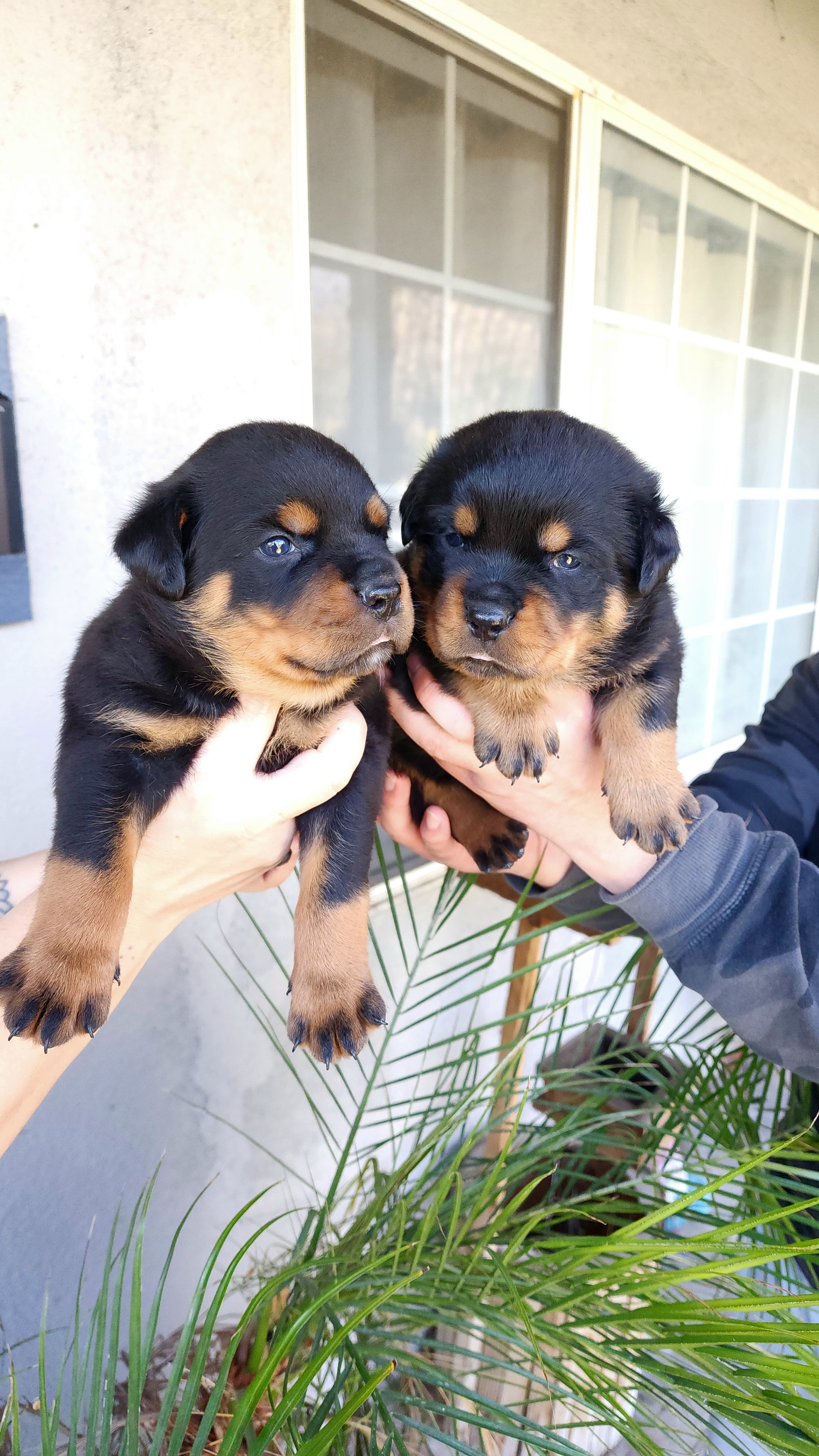 Rottweiler Puppies from VON DER SENTINEL