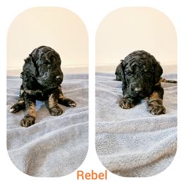 Poodle Puppies from Paw Print Poodles