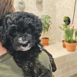 Danube Sava - Phantom female Bernedoodle puppy in Marshall, Michigan from Whispering Aspen Homestead