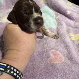 White - Liver roan female German Shorthaired Pointer puppy in Jackson, Georgia from Rosengrace Gsps (formerly Tiner GSP’s)