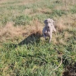 Weimaraner Puppies from So-IN Weimaraner's