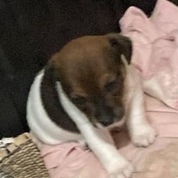 Lady Deja - White and tan female Russell Terrier puppy in Missouri from Royal Russells Ranch