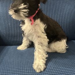 Miniature Schnauzer and Shorkie Puppies from Southern Ohio Schnauzers & Snorkies