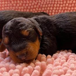 Airedale Terrier Puppies from JOVAL Airedales