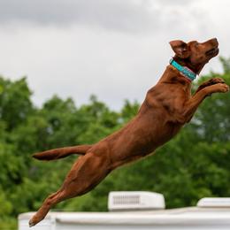 Syren - Labrador Retriever